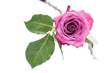 Image showing pink rose isolated on white