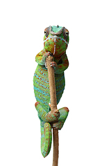 Image showing alive chameleon reptile