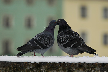 Image showing Two pigeons