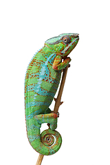 Image showing alive chameleon reptile