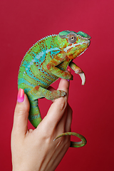 Image showing alive chameleon reptile