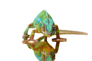 Image showing alive chameleon reptile