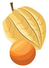 Image showing Vector illustration of a physalis fruit on white background.