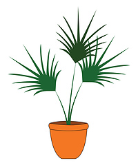 Image showing Green palm tree in orange flowerpot vector illustration on white