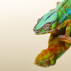 Image showing alive chameleon reptile