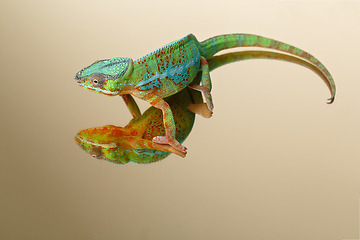 Image showing alive chameleon reptile