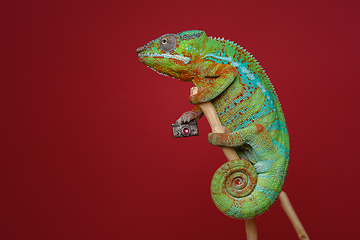 Image showing alive chameleon reptile