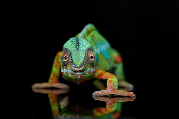 Image showing alive chameleon reptile