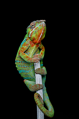 Image showing alive chameleon reptile