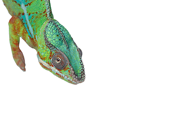 Image showing alive chameleon reptile