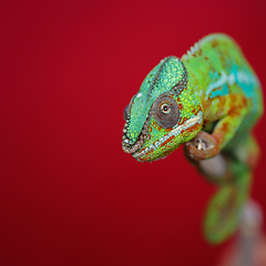 Image showing alive chameleon reptile