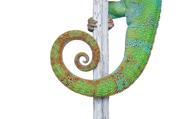 Image showing alive chameleon reptile tail