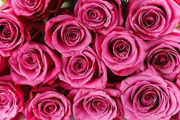 Image showing many fresh pink roses 