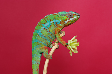 Image showing alive chameleon reptile