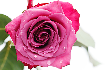 Image showing pink rose isolated on white