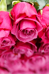 Image showing many fresh pink roses 