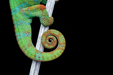 Image showing alive chameleon reptile tail