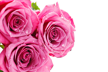 Image showing pink roses isolated on white