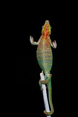 Image showing alive chameleon reptile