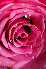 Image showing pink roses isolated on white