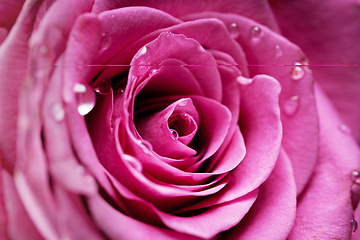 Image showing pink roses isolated on white