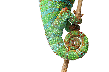 Image showing alive chameleon reptile tail