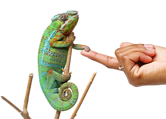 Image showing alive chameleon reptile with human hand