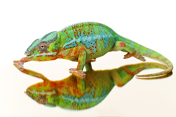 Image showing alive chameleon reptile