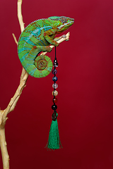 Image showing alive chameleon reptile