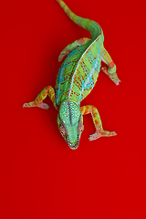 Image showing alive chameleon reptile