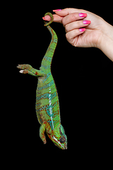 Image showing alive chameleon reptile