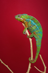 Image showing alive chameleon reptile