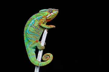 Image showing alive chameleon reptile