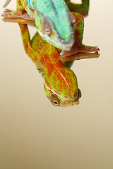 Image showing alive chameleon reptile