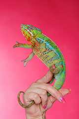 Image showing alive chameleon reptile