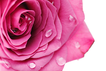 Image showing pink roses isolated on white