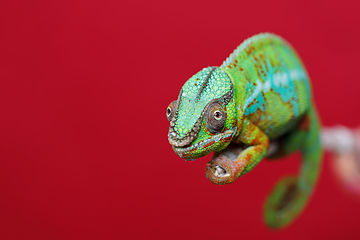 Image showing alive chameleon reptile