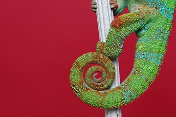 Image showing alive chameleon reptile tail