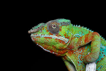 Image showing alive chameleon reptile