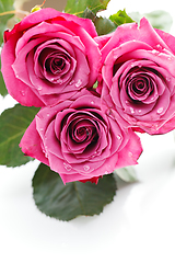 Image showing pink roses isolated on white