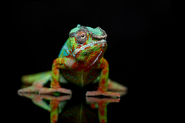 Image showing alive chameleon reptile