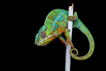 Image showing alive chameleon reptile