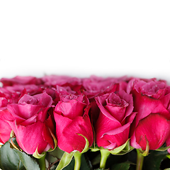 Image showing pink roses isolated on white