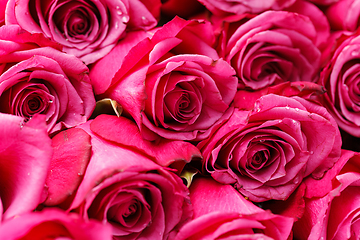 Image showing pink roses isolated on white