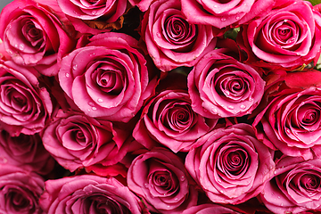 Image showing many fresh pink roses 