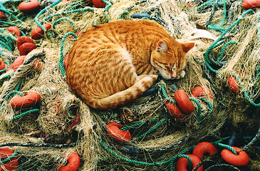 Image showing Cat