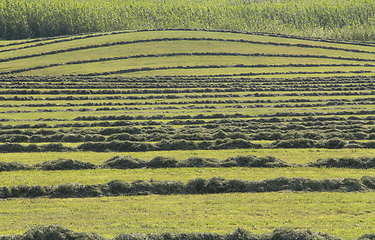 Image showing meadow with hay rows