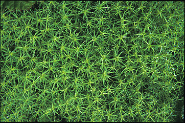 Image showing Moss