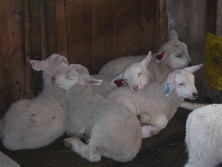Image showing Lambs_22.04.2005