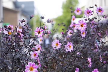 Image showing Flower Field